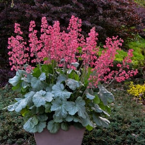 0.65 Gallon Dolce Spearmint Coral Bells (Heuchera) Live Plant, Pink Flowers and Silvery Green Foliage