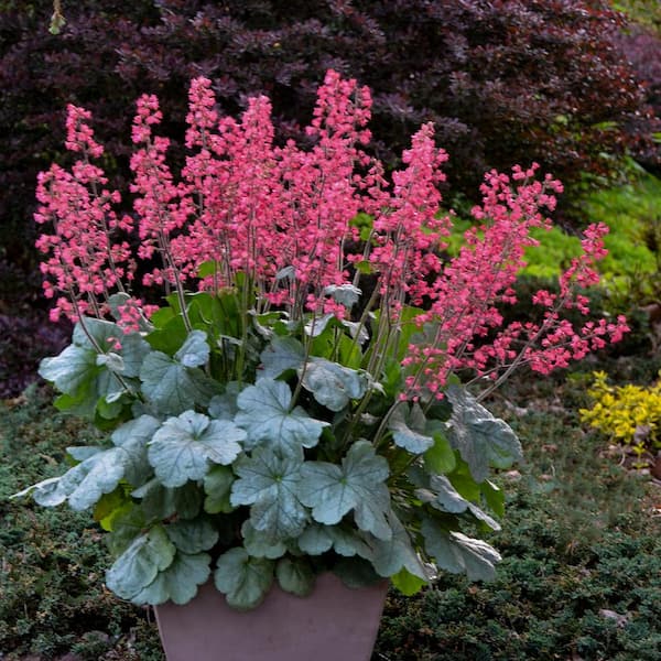 PROVEN WINNERS 0.65 Gallon Dolce Spearmint Coral Bells (Heuchera) Live Plant, Pink Flowers and Silvery Green Foliage