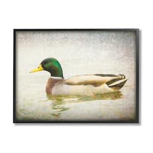 Peaceful Mallard Duck Bird Swimming Water Detailed by Daniel Sproul Framed Animal Art Print 30 in. x 24 in.