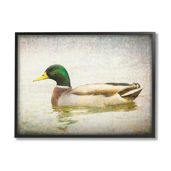 The Stupell Home Decor Collection Peaceful Mallard Duck Bird Swimming Water Detailed by Daniel Sproul Framed Animal Art Print 30 in. x 24 in.
