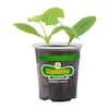 BonniePlants19oz.BlackBeautyZucchiniVegetablePlant4302-TheHomeDepot