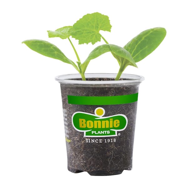 Bonnie Plants 19 oz. Black Beauty Zucchini Vegetable Plant