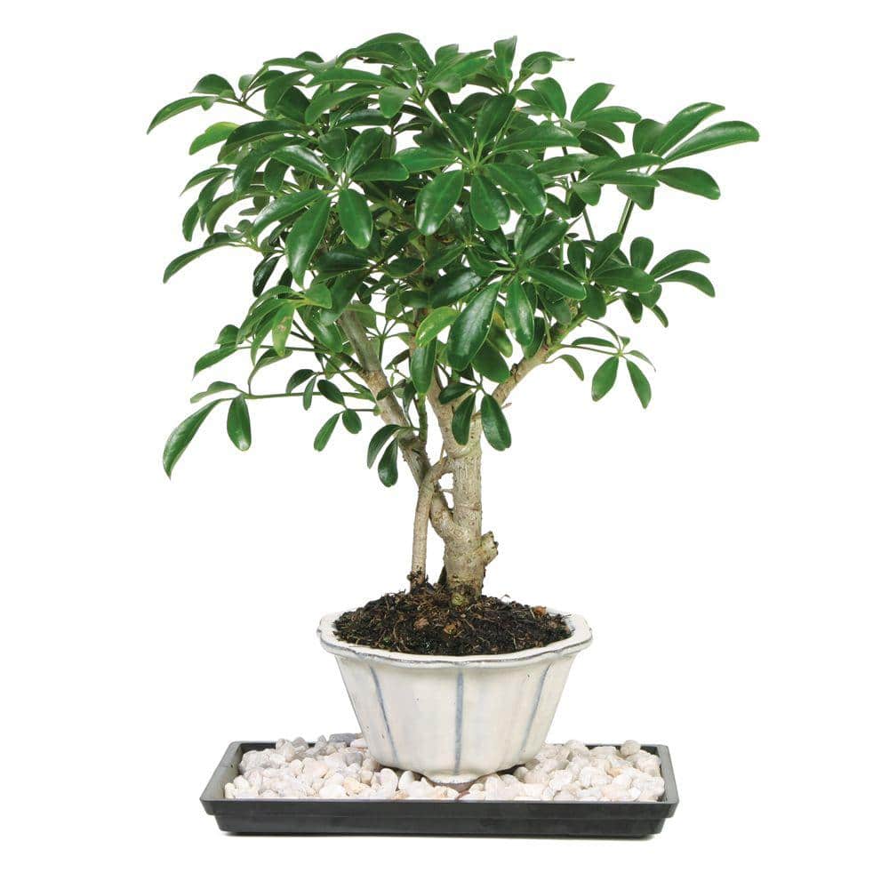 Umbrella plant bonsai care