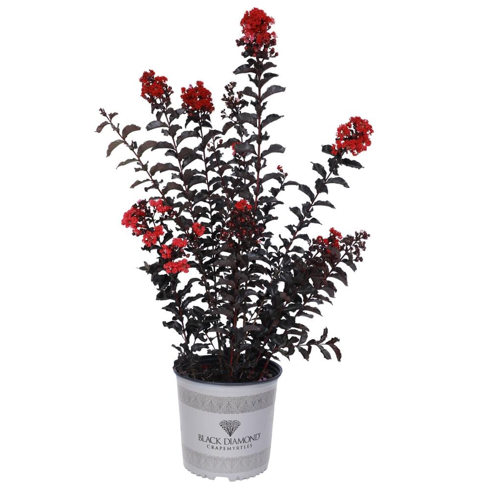 BLACK DIAMOND 2 Gal. Red Hot Black Diamond Crape Myrtle Plant with Red ...