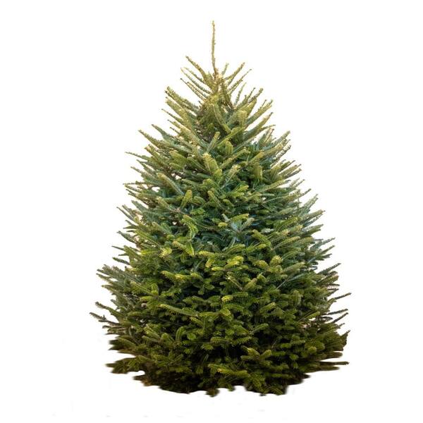 Unbranded 8-9 f. Freshly Cut Live Abies Fraser Fir Christmas Tree