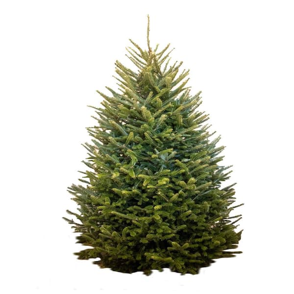 Unbranded 9-10 ft. Freshly Cut Live Abies Fraser Fir Christmas Tree