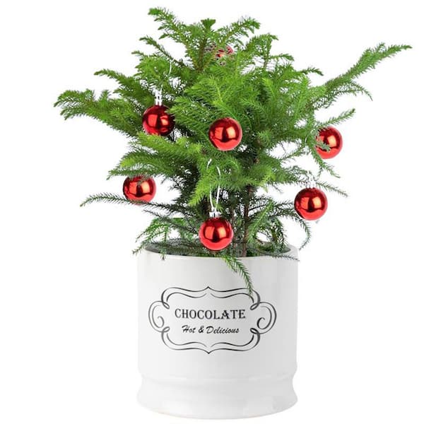 Costa Farms Norfolk Island Pine Indoor Plant in 6 in. White Ceramic Planter, Avg. Shipping Height 1-2 ft. Tall