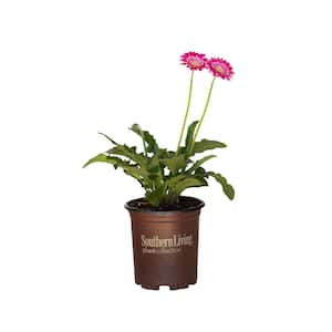 2.5 qt. Frosted Pink Garden Jewels Gerbera Daisy Perennial Plant with Pink Flowers