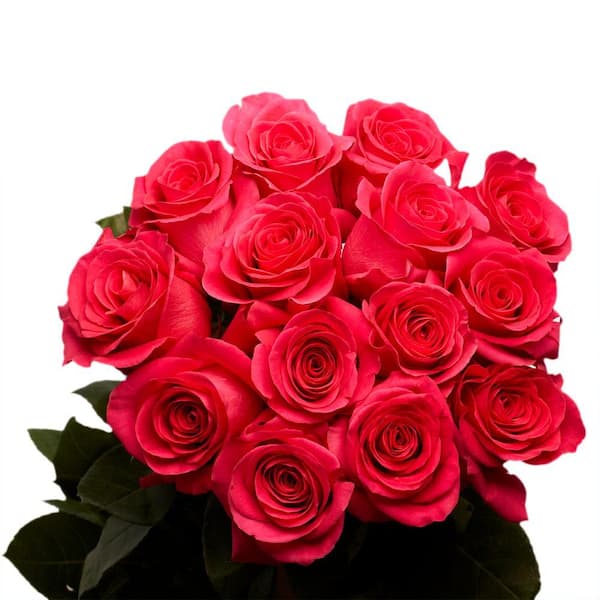 Globalrose 2 Dozen Hot Pink Roses vars-2-dozen-hot-pink-roses - The ...