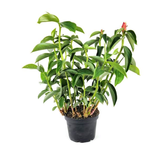 6 in. Ginger Red Button Plant in Grower Container