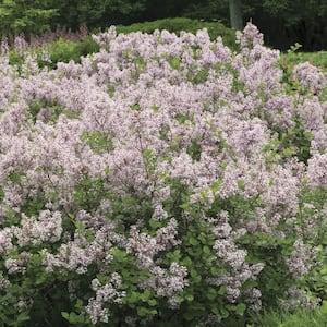 Korean Dwarf Lavender Flowering Lilac Syringa Dormant Bare Root Deciduous Starter Shrub (1-Pack)