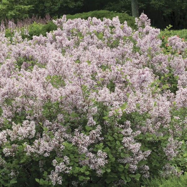 DIRECT GARDENING Korean Dwarf Lavender Flowering Lilac Syringa Dormant Bare Root Deciduous Starter Shrub (1-Pack)