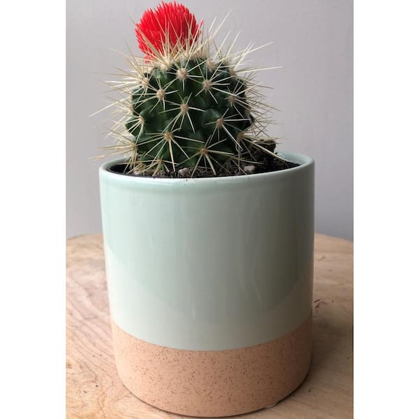 https://images.thdstatic.com/productImages/7cc63016-ba5a-4c8b-913b-a154783fd255/svn/clearly-aqua-vigoro-plant-pots-50140-c3_600.jpg