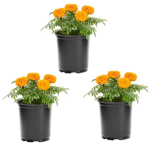 2 Qt. Orange Marigold Annual Plant (3-Pack)