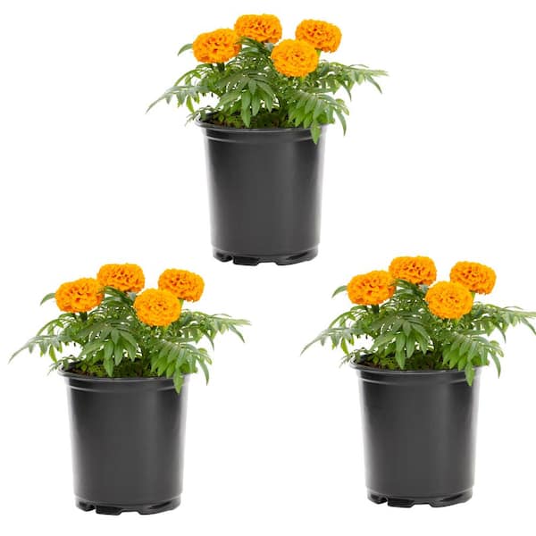 METROLINA GREENHOUSES 2.5 Qt. Marigold Tagetes Orange Annual Plant (3-Pack)