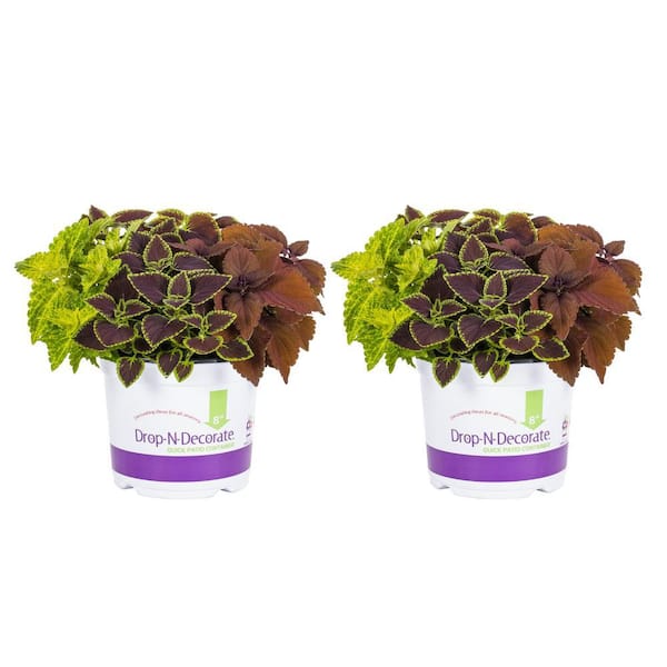 3 Qt. Drop N Decorate Coleus Mix (2-Pack)