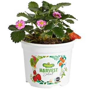 25 oz. Berri Basket Pink Strawberry Live Plants (2-Pack)