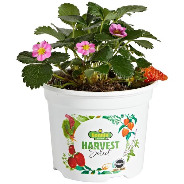 BONNIE PLANTS HARVEST SELECT 25 oz. Berri Basket Pink Strawberry Live Plants (2-Pack)