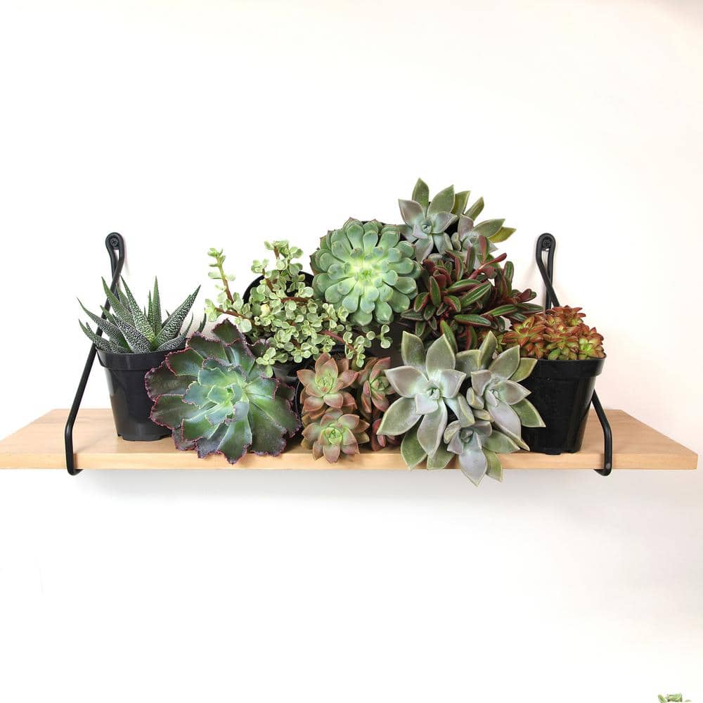 Pet-Safe Assorted Succulents in Black 3.5 Inch Pots (3-Pack)