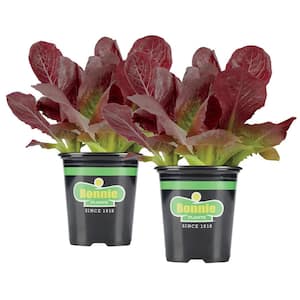 19 oz. Red Sails Lettuce Plant (2-Pack)