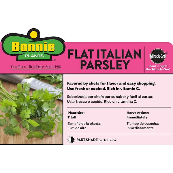 2.32 qt. Italian Flat Leaf Parsley Herb Plant