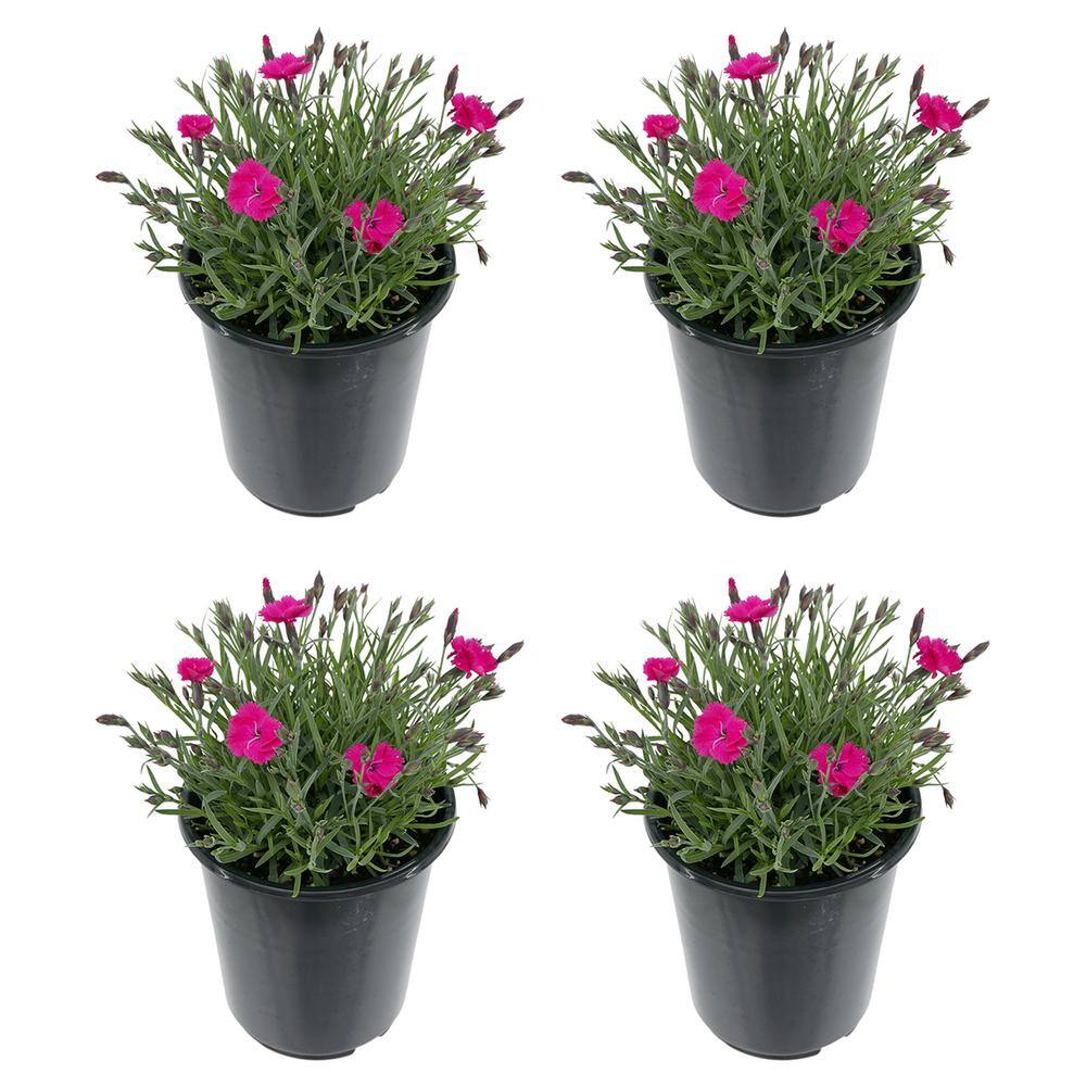 Perennial Dianthus Vivid Bright Lights 2.5 QT (4-Pack)