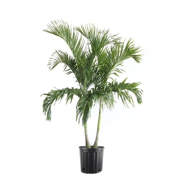 Costa Farms 10 in. Adonidia Palm Tree