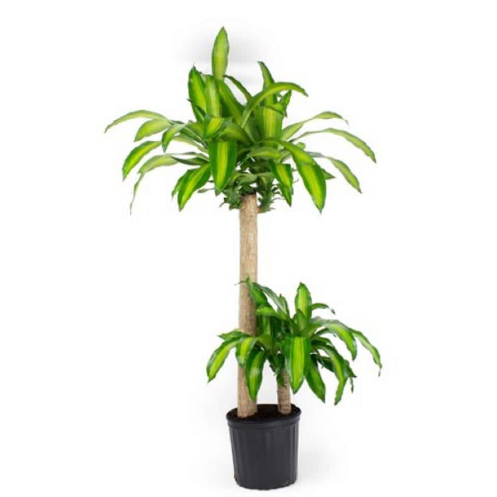 BELL NURSERY 2 Gal. Mass Cane Corn Plant in 10 in. Nursery Pot