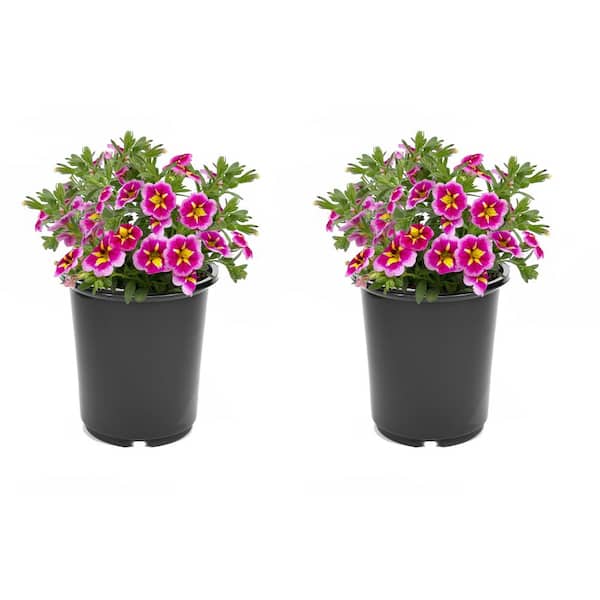 2.5 Qt. Calibrachoa Bumble Bee Pink Annual Plant with Pink and Yellow Bicolor Flowers-2-Pack