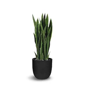 Botanical 2.9 ft. Green Sansevieria Cylindrica In Pot
