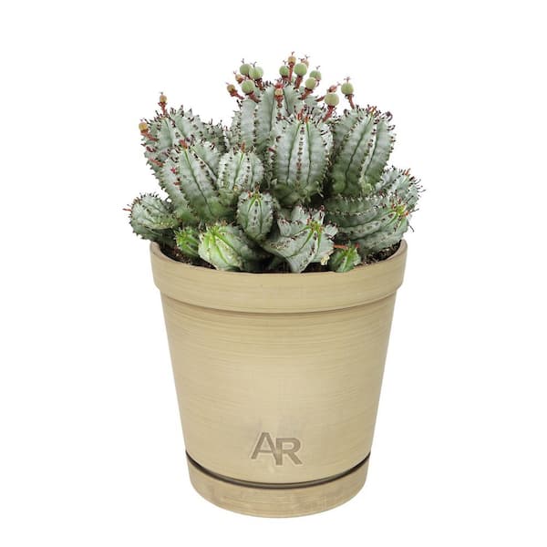 ALTMAN PLANTS Altman Reserve 6 in. Nova Milk Barrel Succulent