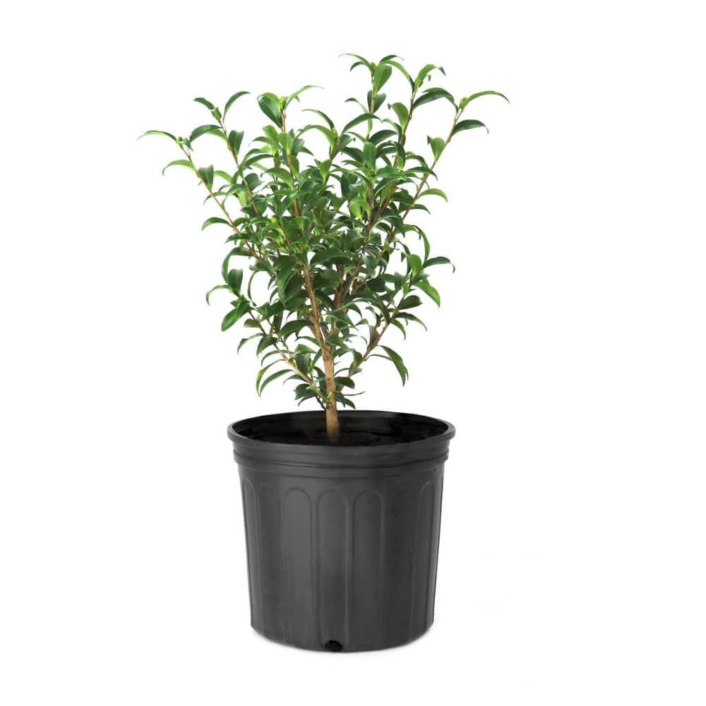1 Gal. Camellia Sasanqua Autumn Sentinel Shrub with Pink Flowers (8-Pack) price history on PriceWatchPro