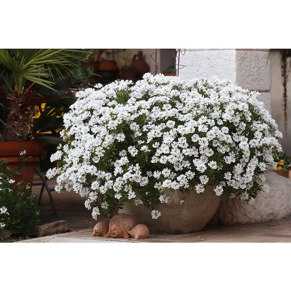 Unbranded. 2.5 qt. Candy Tuft Iberis 'Snow Cone Forte' Perennial