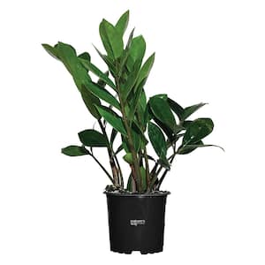 Zz Plant Live Indoor Plant in Growers Pot Avg Shipping Height 10 in. Tall