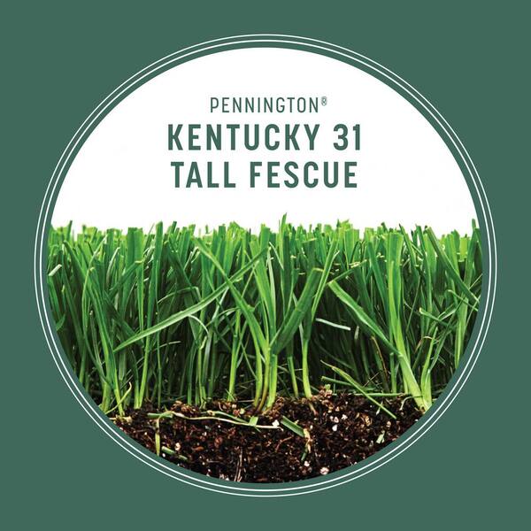 Pennington 5 Lbs Kentucky 31 Tall Fescue Penkoted Grass Seed 100516050 The Home Depot
