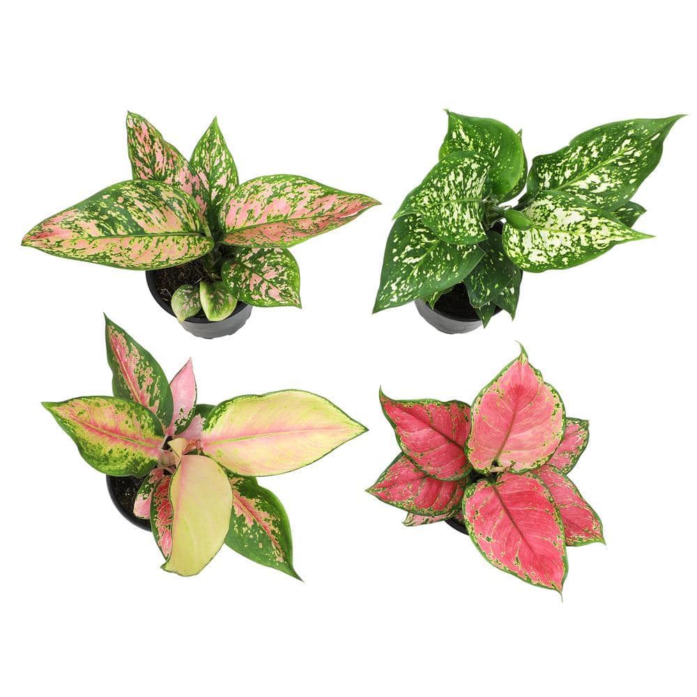 Variegated Chinese Evergreen Aglaonema 4-Pack in Black Plastic Pots