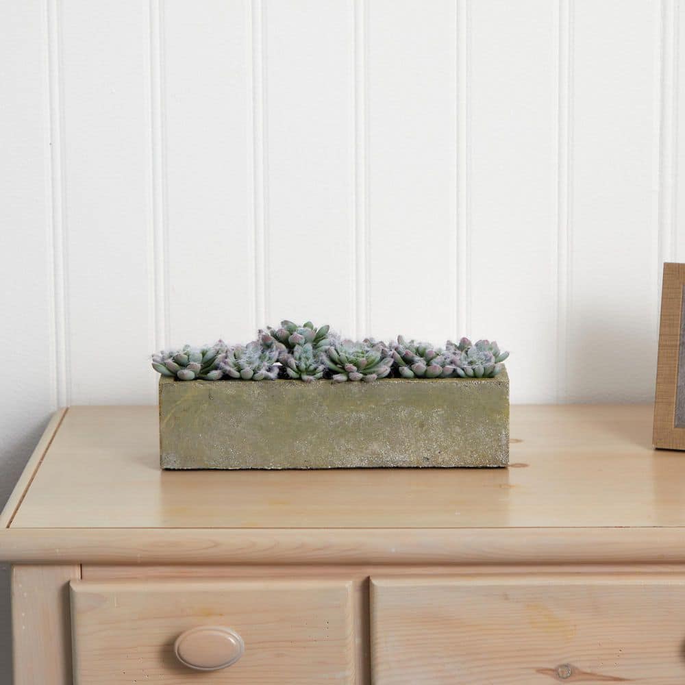15" Green Succulent Garden with Textured Concrete Planter