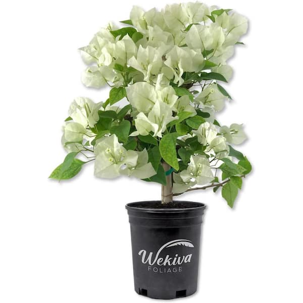 Wekiva Foliage White Bougainvillea-Live Plant in a 6 Inch Pot-Bougainvillea Glabra-Beautiful Delicate Flowering Shrub
