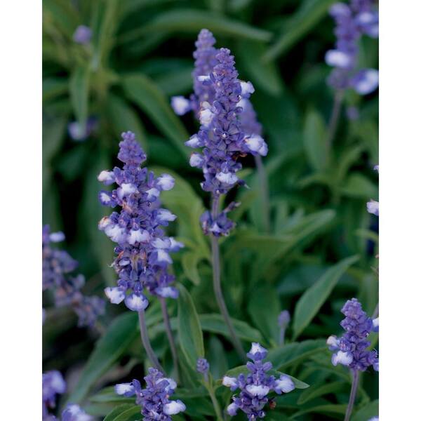 PROVEN WINNERS Blue Frost Blue Sage (Salvia) Live Plant, Blue-Purple Flowers, 4.25 in. Grande