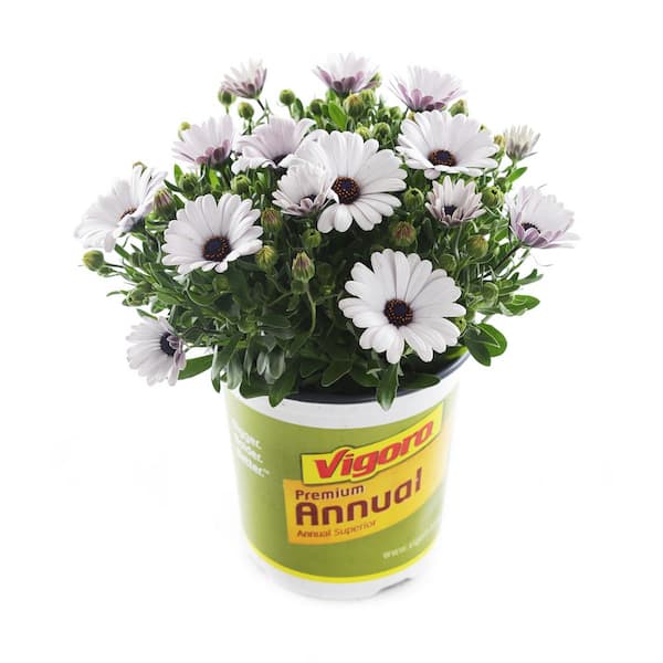 Vigoro 2.6 Qt. Assorted Color Osteospermum Annual Plant