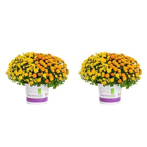 3 Qt. Orange, Yellow Drop N Decorate Mum Chrysanthemum Mix Perennial Plant (2-Pack)