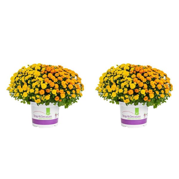 METROLINA GREENHOUSES 3 Qt. Orange, Yellow Drop N Decorate Mum Chrysanthemum Mix Perennial Plant (2-Pack)