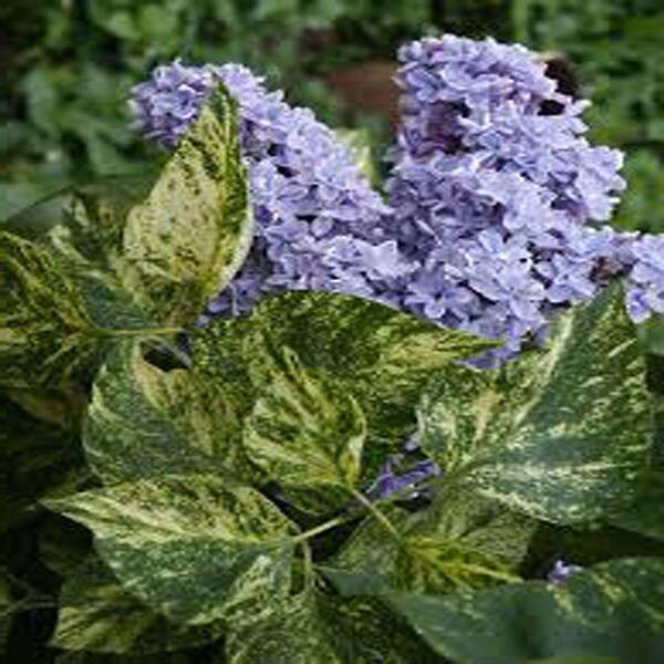 OnlinePlantCenter 3 Gal. Variegated Common Lilac Shrub