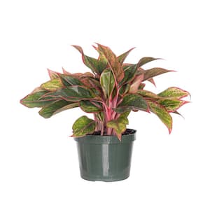 Aglaonema Siam Aurora Live Indoor Outdoor Houseplant in 6 inch Grower Pot