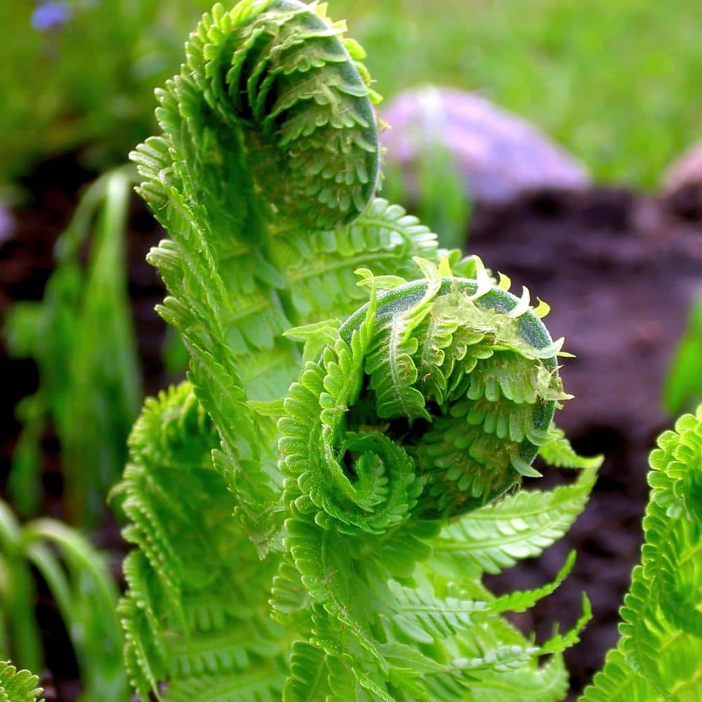 Colorama Fern Collection with Rust and Green Fronds, 3-Pack