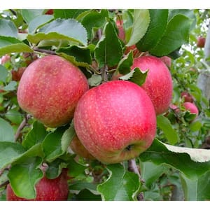 3 ft. Jonagold Apple Tree with Complex Crimson Blushed Fruit