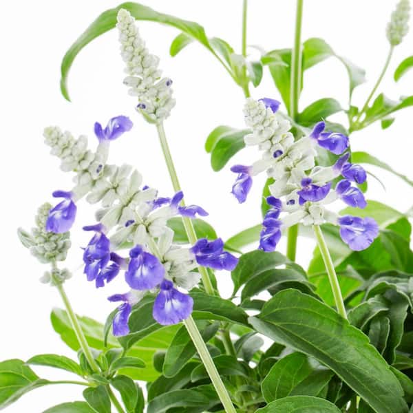 Vigoro 2 qt. Salvia Cathedral Blue and White Bicolor Annual Plant