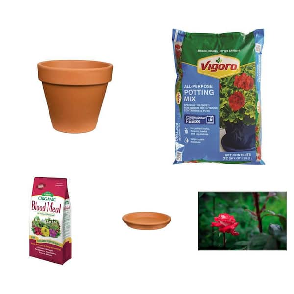 14 in. Medium Terra Cotta Clay Pot, 32 qt. Potting Soil, 3 lbs. Blood Meal, 14 in. Saucer and 3 Gal. Rose Plant Combo