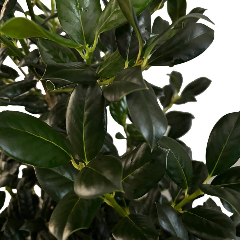 Nellie R. Stevens Holly 7-Gallon Evergreen Shrub