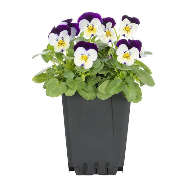 ALTMAN PLANTS Viola Plant Mix (6 Pack) with Assorted Flowers